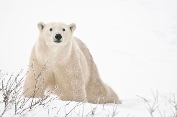Canada-Manitoba-Churchill Polar bear on frozen tundra